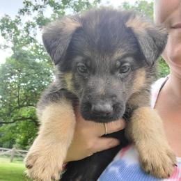 Maroon - Black and red female German Shepherd puppy in Coatesville, Pennsylvania from Jessica's German Shepherds