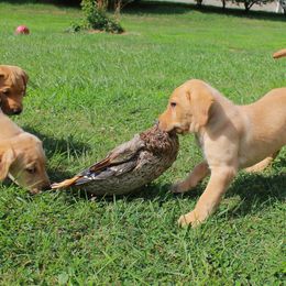 Labrador Retriever Puppies from Semko's All-Sports Dog