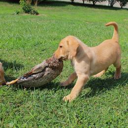 Labrador Retriever Puppies from Semko's All-Sports Dog
