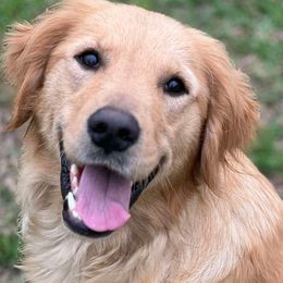 Golden Retrievers from Goldens