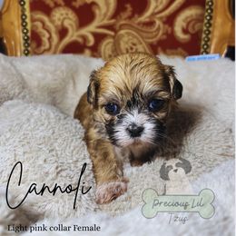 Cannoli - Sable and white female Shih Tzu puppy in Lake City, South Carolina from Precious Lil Tzus
