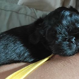 Shih Tzu Puppies from Chimera Shih Tzu