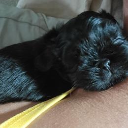 Shih Tzu Puppies from Chimera Shih Tzu