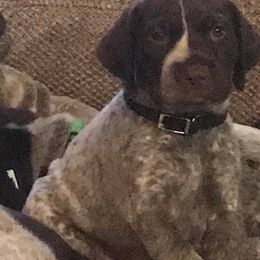 German Shorthaired Pointer Puppies from Madrone German Shorthaired Pointers