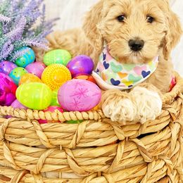Assorted Doodle Crosses and Goldendoodle Puppies from Wake Forest Darling Doodles