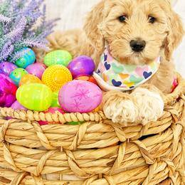 Assorted Doodle Crosses and Goldendoodle Puppies from Wake Forest Darling Doodles