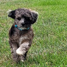 Cavapoo and Poodle Puppies from Huck's Adventures