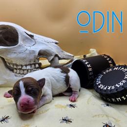 Odin - Red white and sable male Rat Terrier puppy in Lynn, Alabama from Cryptic Rat Terriers