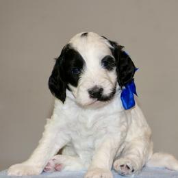 Snoopy ( Blue collar) - Black and chalk male Australian Labradoodle puppy in Milton, North Carolina from Good Day Doodles