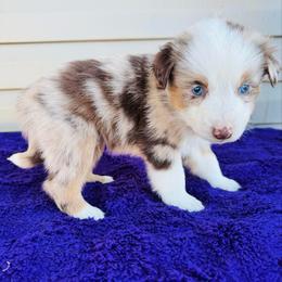 Flynn - Red merle male Australian Shepherd puppy in Charlotte, North Carolina from Awesome Aussies