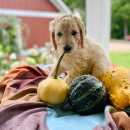 Clementine- light pink - Cream female Goldendoodle puppy in Carlton, Minnesota from Lakeside Doodles MN
