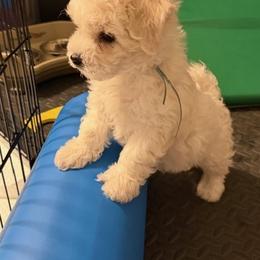 Bichon Frise Puppies from Amori's Royal Bichons