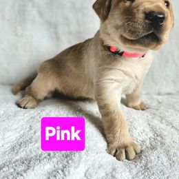 Pink - Yellow Labrador Retriever puppy in Long Valley, New Jersey from Guns Up Dog Training