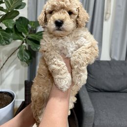 Assorted Doodle Crosses, Goldendoodle, and Sheepadoodle Puppies from Novadoodles801