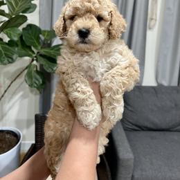 Assorted Doodle Crosses, Goldendoodle, and Sheepadoodle Puppies from Novadoodles801