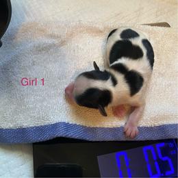 Girl 1 - Parti female Yorkshire Terrier puppy in Watertown, New York from NNYYorkies