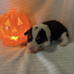 Woodstock - Black and tan male Pembroke Welsh Corgi puppy in Hillsville, Virginia from Bonderosa Kennels