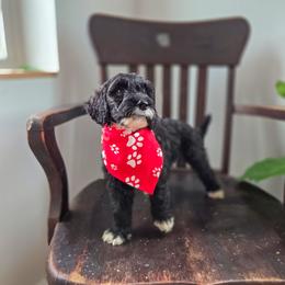Midge - Black male Bernedoodle puppy in Wagener, South Carolina from Noble Friend Breeders LLC