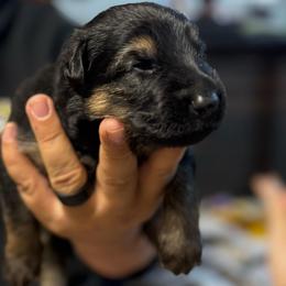 Canyon - Black and tan male German Shepherd puppy in Barnhart, Missouri from Combat Creek German Shepherds