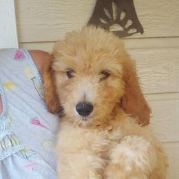 Goldendoodle and Poodle Puppies from The Doodle Patch