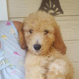 Goldendoodle and Poodle Puppies from The Doodle Patch