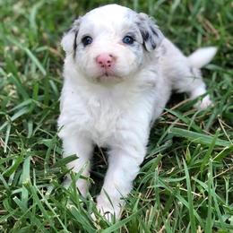 Sally - Blue merle female Border Collie puppy in Lake Montezuma, Arizona from Jens Border Collies