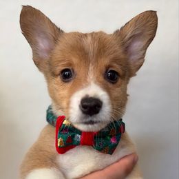 4 - Black and tan male Pembroke Welsh Corgi puppy in Garland, Texas from Barker's Corgis