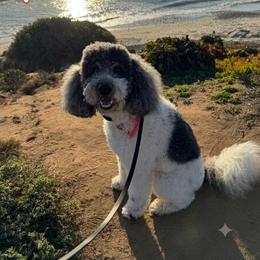 Finley - Goldendoodle