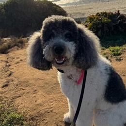 Finley - Goldendoodle