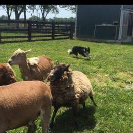 Border Collie All Grown Up from BCX Stockdogs