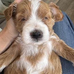 Cosmo - Apricot male Goldendoodle puppy in Gilbert, Arizona from DogHouse Doodles