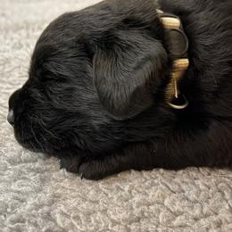 'Sugar' (Cream White collar) - Black female Labrador Retriever puppy in Grand Saline, Texas from Castle Hills Labradors
