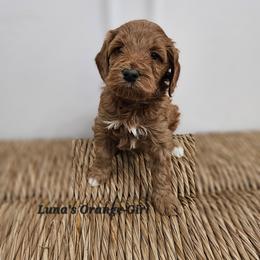 Orange Girl - Red female Labradoodle puppy in Payson, Utah from Utah County Labradoodles