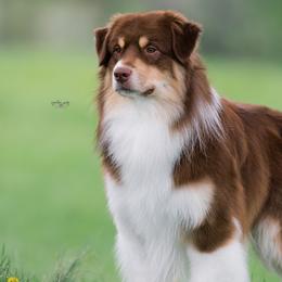 Teague - Australian Shepherd