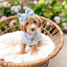 Marcie - Red female Bernedoodle puppy in Sulphur, Louisiana from Curly Q’s Of Carlyss