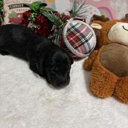 Smokey - Black and tan male Dachshund puppy in Pleasant Plains, Arkansas from JGBs Dachshunds