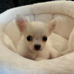 Taquito - Cream and white male Chihuahua puppy in Springfield, Missouri from Casadelopez Tails