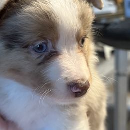 Miniature American Shepherd Puppies from Sonya Young