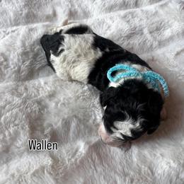 Wallen - Tri-color male Bernedoodle puppy in Horseshoe Bend, Idaho from Over the Moon Poodles and Doodles