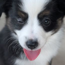 Toy Australian Shepherds from Alexandra Meadors
