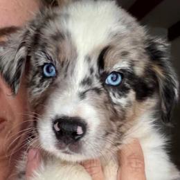 Teemo - Blue merle male Australian Shepherd puppy in Tucson, Arizona from TTTNT Aussies