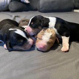 Bernedoodle and French Bulldog Puppies from Bernied00dle Love & Fr3nchi3 Love