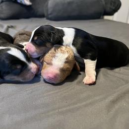 Bernedoodle and French Bulldog Puppies from Bernied00dle Love & Fr3nchi3 Love