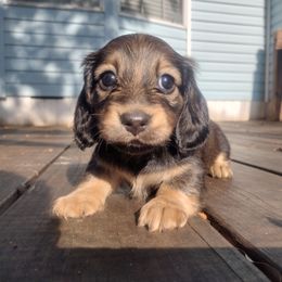 Dachshund Puppies from Katrina's Dachshunds
