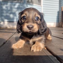 Dachshund Puppies from Katrina's Dachshunds