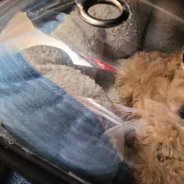 Aussiedoodle, Poodle, and Toy Australian Shepherd Puppies from Heartland Ranch