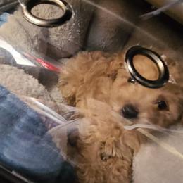 Aussiedoodle, Poodle, and Toy Australian Shepherd Puppies from Heartland Ranch