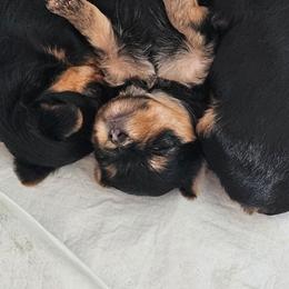 Yorkshire Terrier puppies from Yorkshire Estate Yorkies