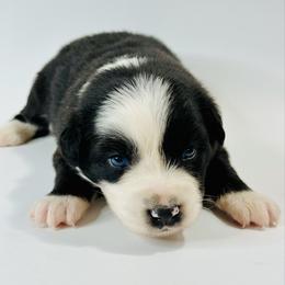 Buster - Black & white male Miniature Australian Shepherd puppy in Luling, Texas from Little Wood Toy and Mini Aussies
