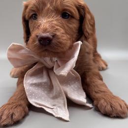 Remington - Red male Aussiedoodle puppy in Claremont, North Carolina from Magnolia Grove Farms